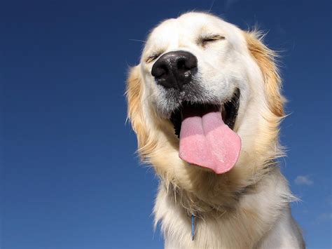 How does a dog laugh?