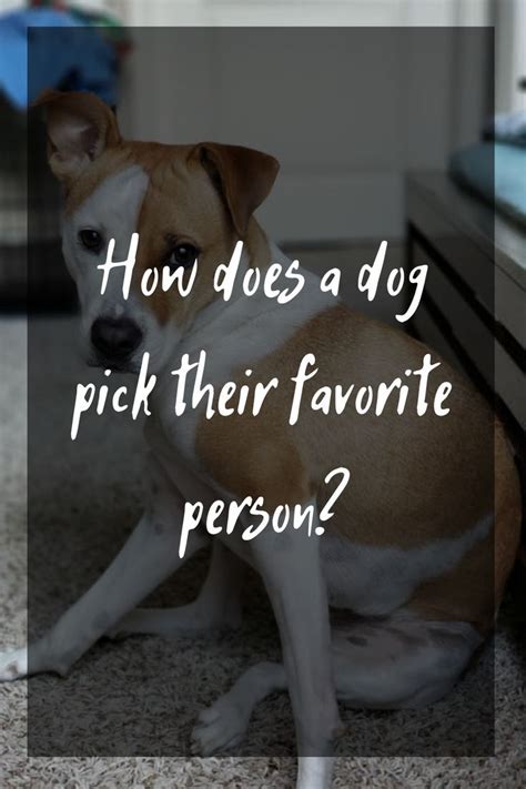 How does a dog pick their favorite person?