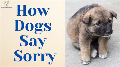 How does a dog say sorry?