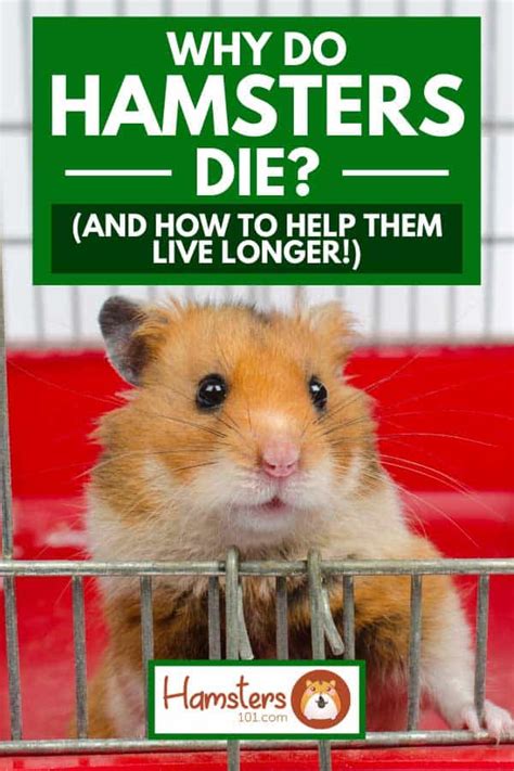 How does a hamster act before it dies?