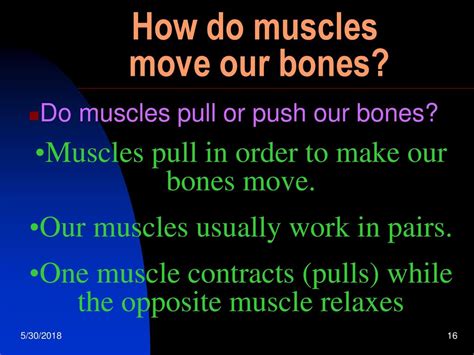 How does a muscle pull a bone?