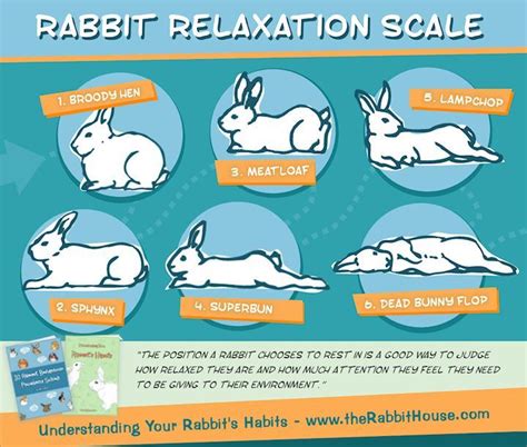 How does a rabbit sit when in pain?