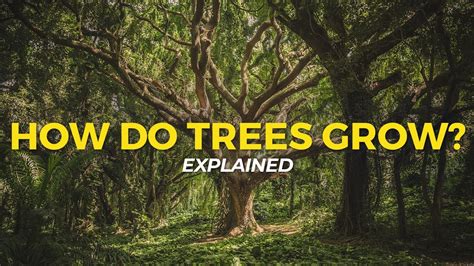 How does a tree become strong?