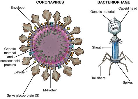 How does a virus link look like?