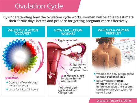 How does a woman feel during ovulation?