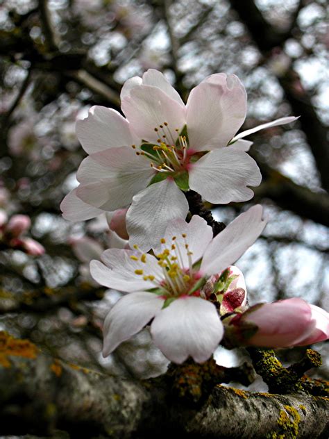 How does almond blossom smell?
