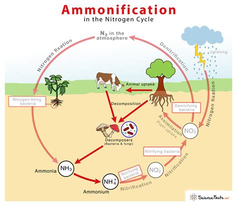 How does ammonia react with soil?