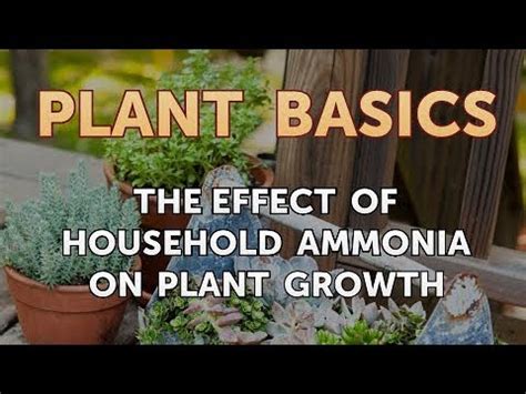 How does ammonium affect plant growth?