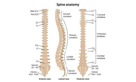 How does backbone work?