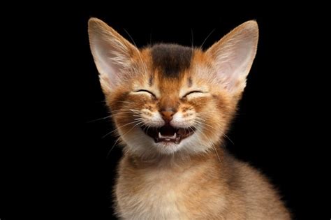 How does cats laugh?