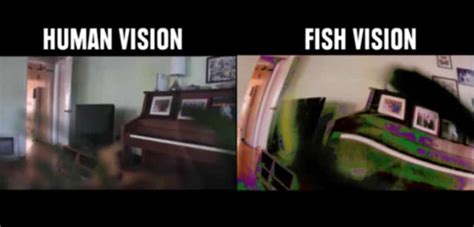 How does fish see human?