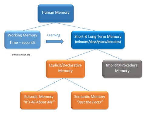 How does human memory work simple?