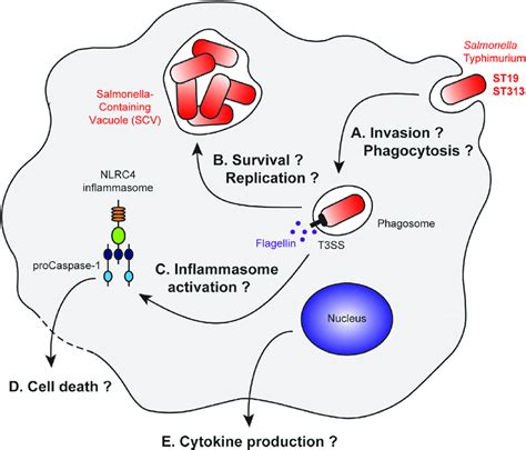 How does immune system fight Salmonella?