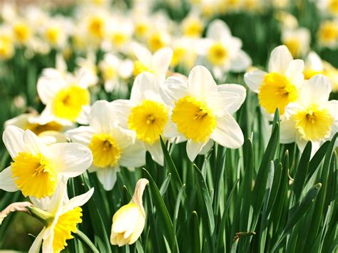 How does it become bliss in daffodils?