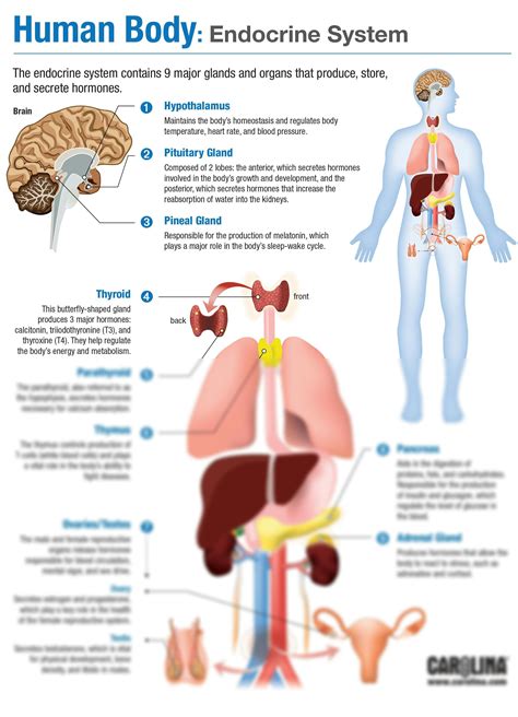 How does jet lag relate to the endocrine system?