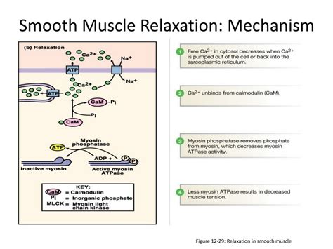 How does magnesium relax smooth muscle?
