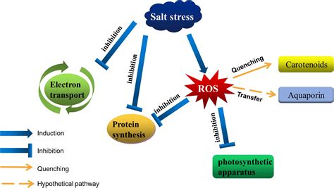 How does salt affect anxiety?