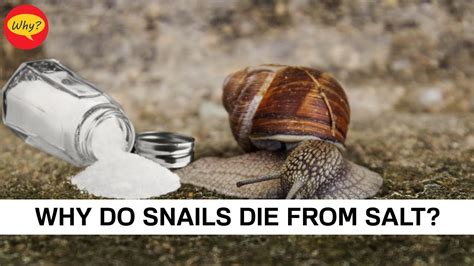 How does salt kill snails?