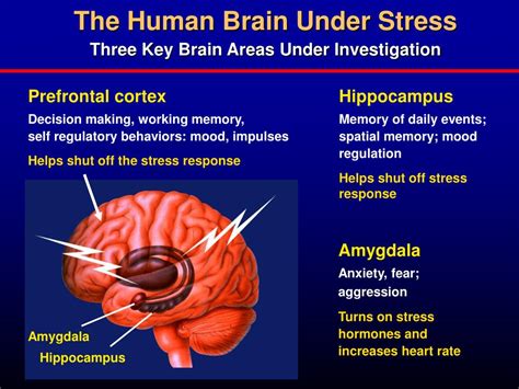 How does school stress affect the brain?