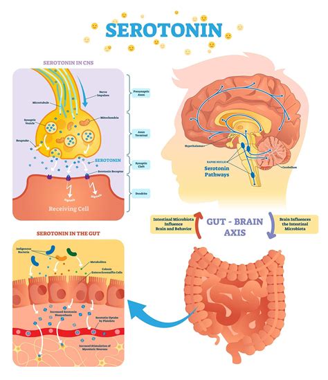How does serotonin regulate digestion?