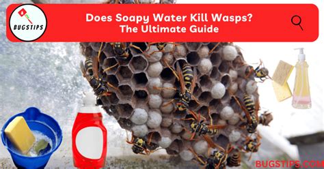 How does soapy water kill wasps?