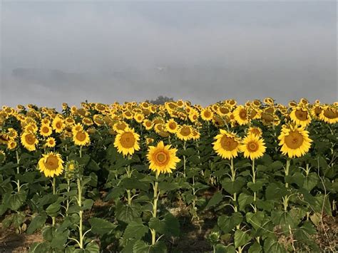 How does sunflower relate to life?