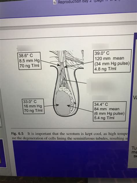 How does temperature affect testes?