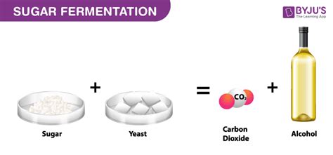 How does too much sugar affect yeast fermentation?