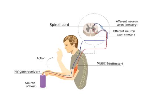 How does touch affect the brain?