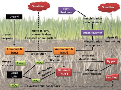 How does urea affect the soil?