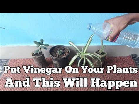 How does vinegar affect plant growth?