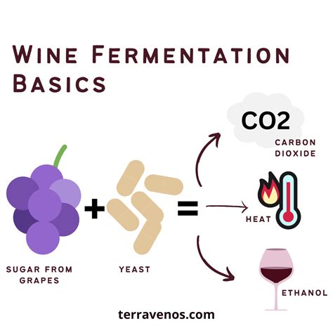 How does wine fermentation work?