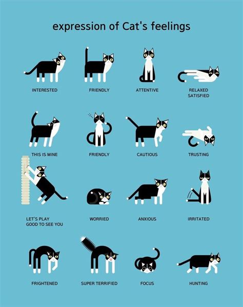 How does your cat feel about you?