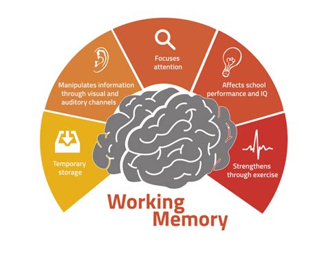 How does your memory work?