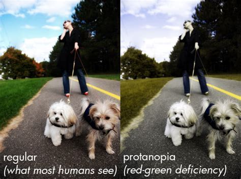 How dogs see humans?