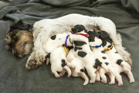 How early can a dog have puppies safely?