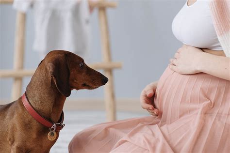 How early can dogs sense pregnancy in humans?