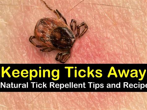 How effective is vinegar at killing ticks?