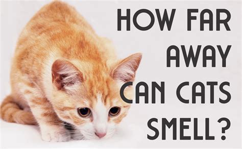 How far away can a cat smell food?