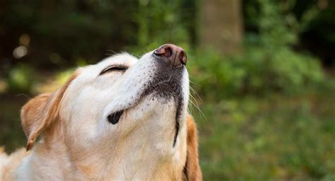 How far can a dog smell its owner?
