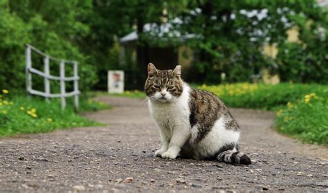 How far can a lost cat travel in a day?