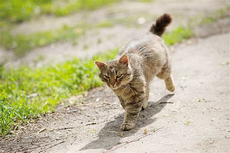 How far can cats sense their home?