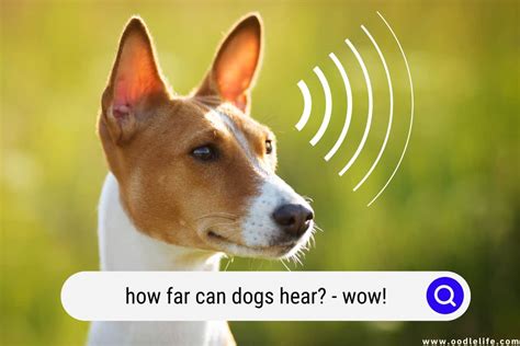 How far can dogs hear?