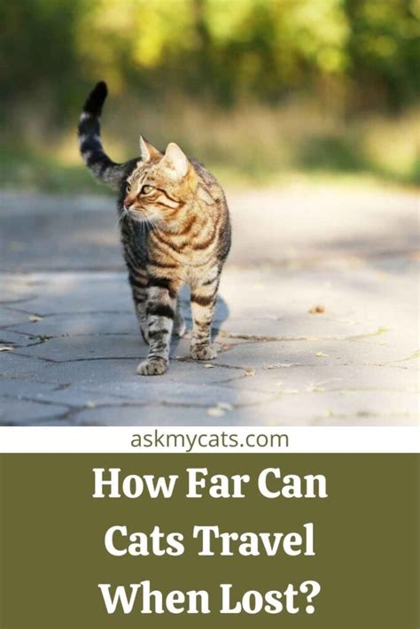 How far do cats roam when lost?