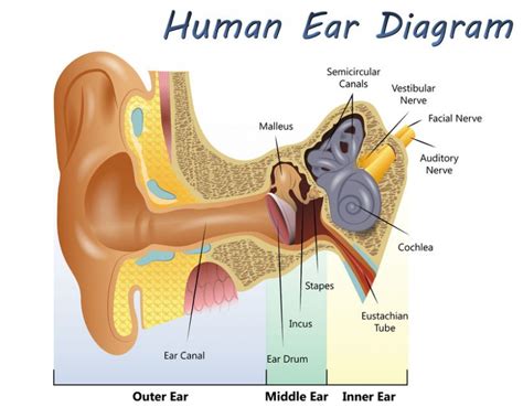 How far inside ear is eardrum?