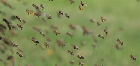 How far will a swarm of bees travel?