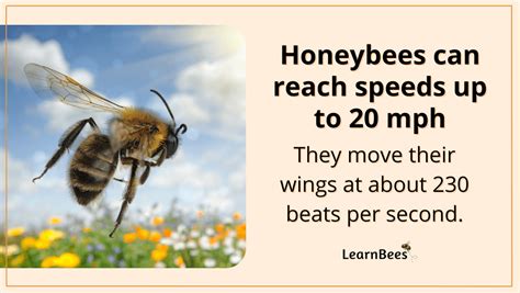 How fast can a bee fly?