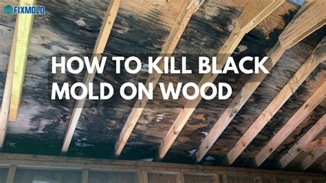 How fast can black mold kill you?