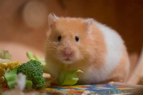 How fast can hamsters get pregnant?