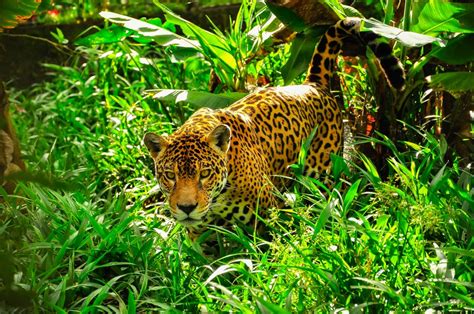 How fast can jaguars run?